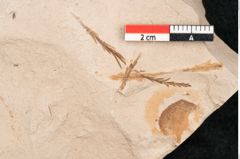 Foto (Detailansicht) von Taxodium distichum miocenicum Heer (NHMW-GEO-2024-0188-6413)